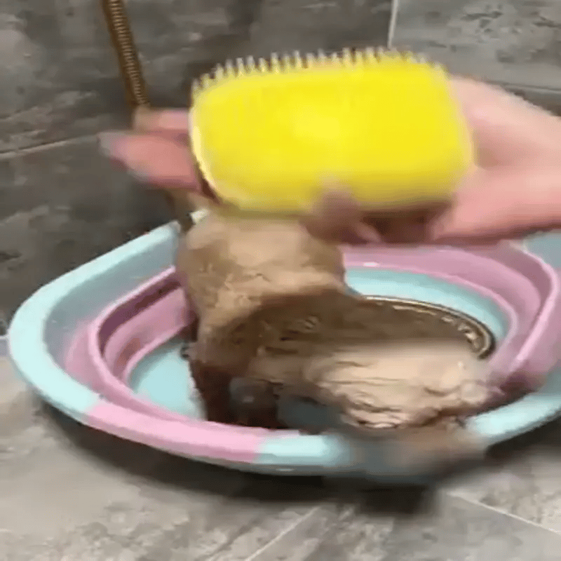 Encabezado